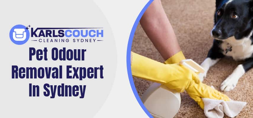 Pet Odour Removal Expert In Sydney